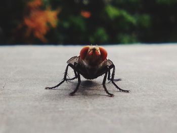 Close-up of spider