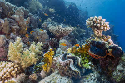sea