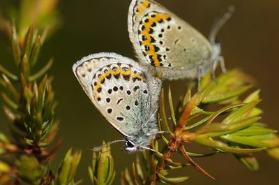 Close-up of butterfly on plant