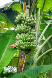 Close-up of fruits growing on tree