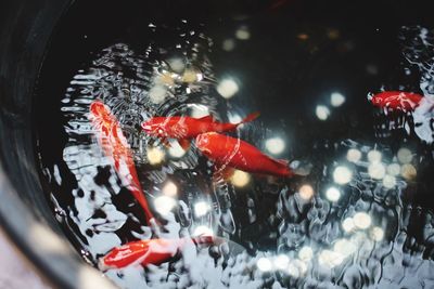 High angle view of koi carps swimming in water