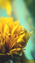 Close-up of yellow flowers blooming outdoors