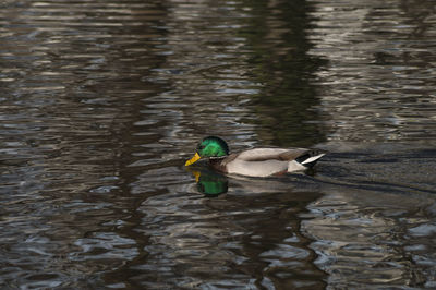 Side view of duck swimming in lake