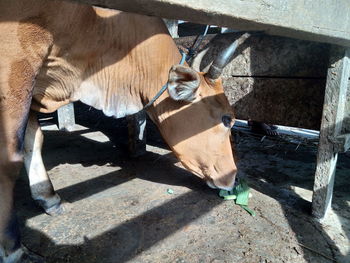 High angle view of cow