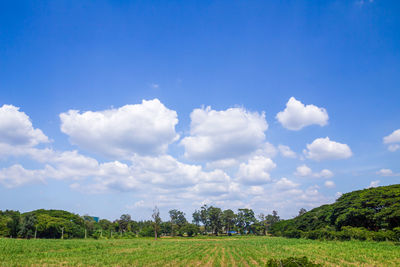 Scenic view of agricultural field against sky