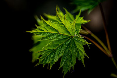 A newly minted maple leaf that lights up during the swedish summer in june with dark background