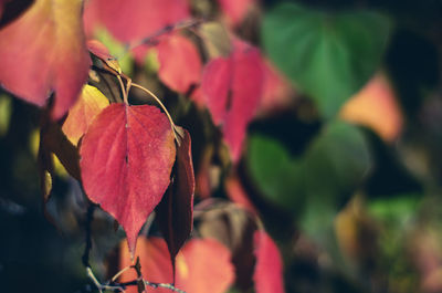 Close-up of wilted plant with red leaves