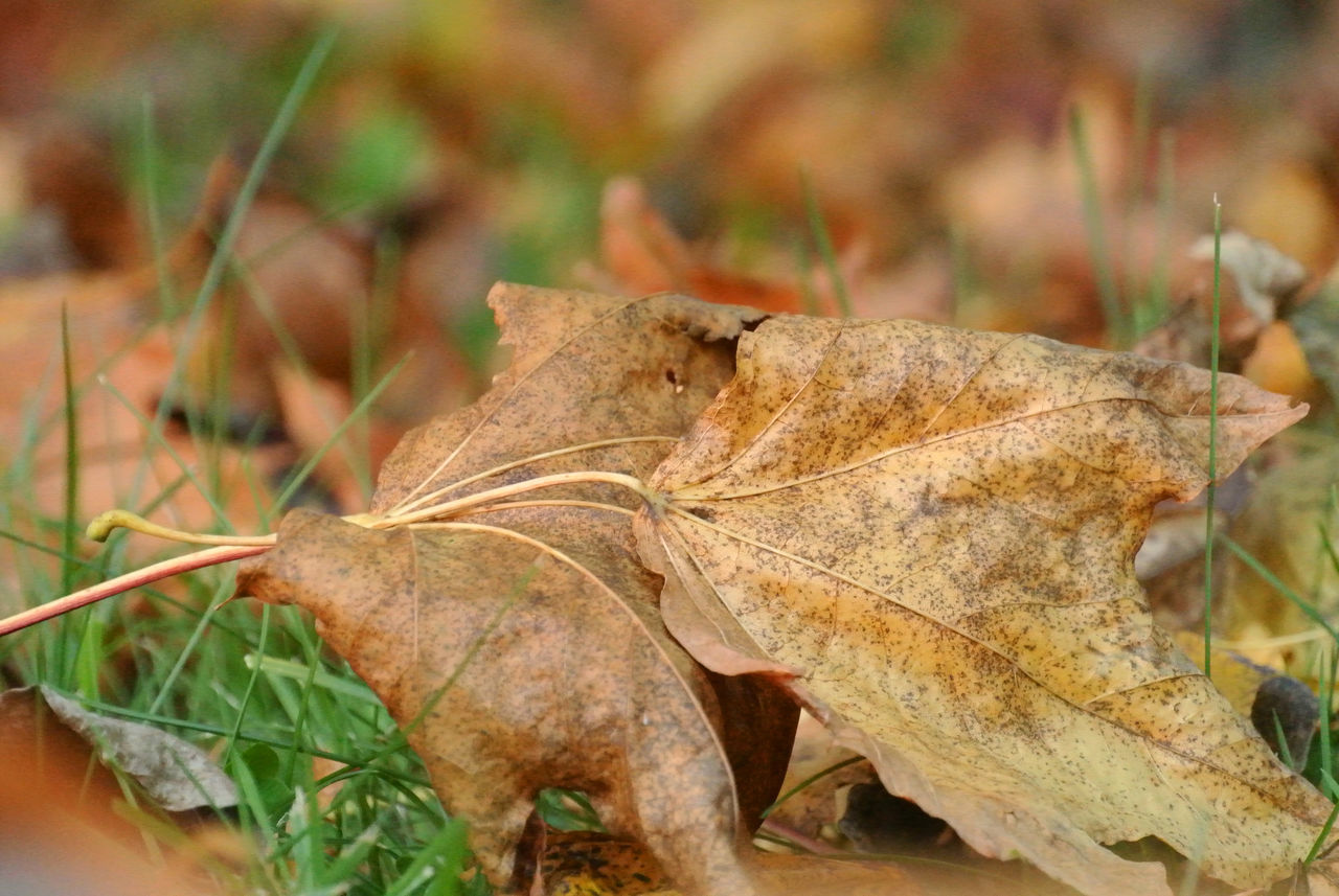 CLOSE-UP OF DRY LEAVES ON LAND