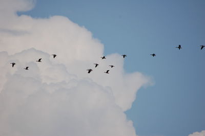 Low angle view of birds flying in sky