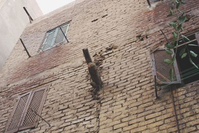 Bird on brick wall