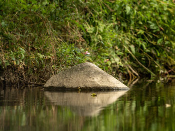 View of turtle in water