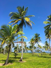 Palm trees on grassy field against blue sky