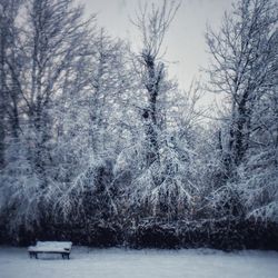 Snow covered trees in forest