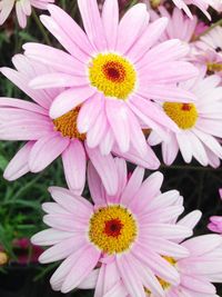 Close-up of pink flowers blooming outdoors