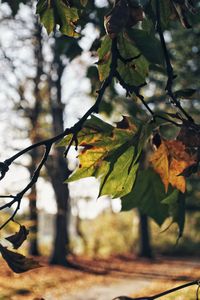 Close-up of maple leaves on tree during autumn