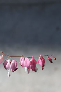 Close-up of pink flowers