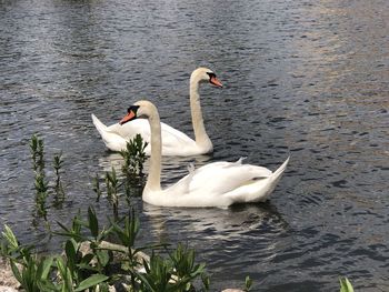 Swans swimming in lake