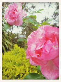 Close-up of pink roses