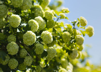 Close-up of fresh green plant