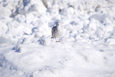 Bird perching on snow