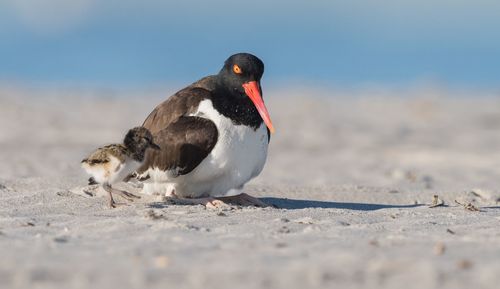 Close-up of bird on beach