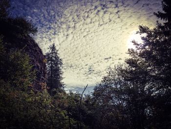 Low angle view of trees against sky