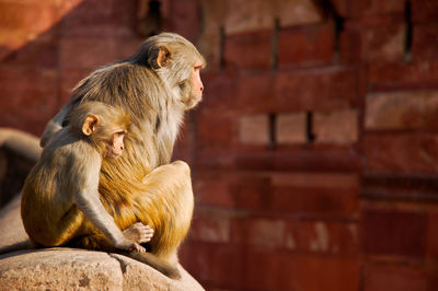 Monkey sitting on wall