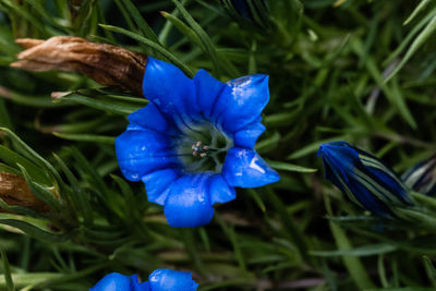 High angle view of purple iris blue flower