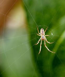 Spider on web