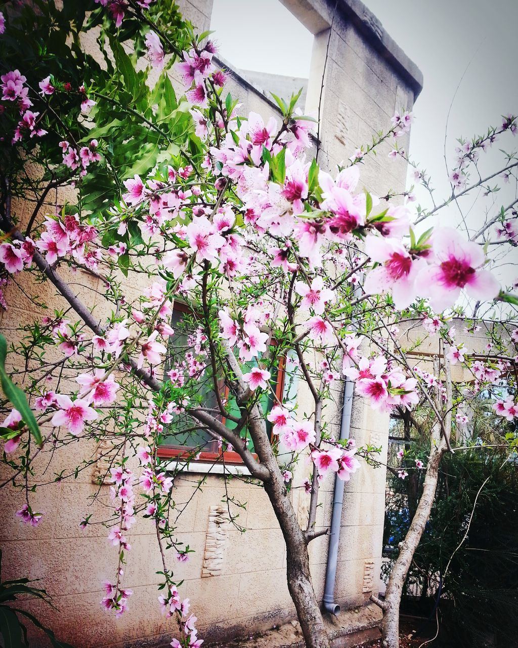 flower, freshness, growth, fragility, pink color, built structure, building exterior, architecture, plant, blooming, nature, beauty in nature, blossom, petal, in bloom, tree, branch, low angle view, day, outdoors