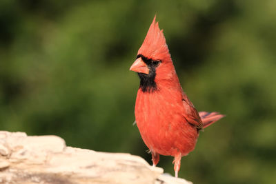 Northern cardinal - male
