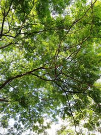 Low angle view of tree in forest