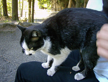 Close-up of cat