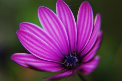 Close-up of honey bee on pink flower