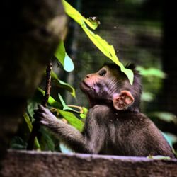 Close-up of monkey eating