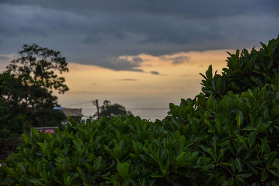 Plants growing by sea against sky during sunset