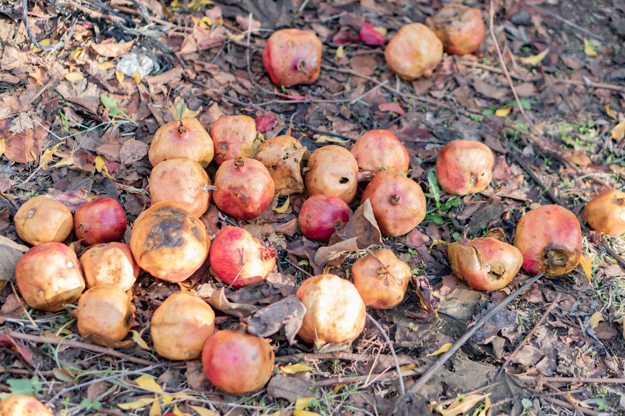 HIGH ANGLE VIEW OF APPLES AND PUMPKINS ON FIELD