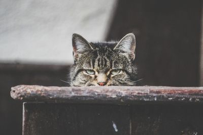 Portrait of cat relaxing outdoors