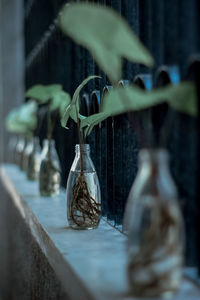 Close-up of glass hanging from plant