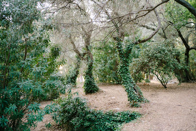 Trees growing in forest