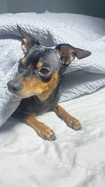 Dog relaxing on bed at home