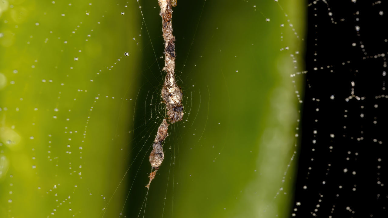 CLOSE-UP OF WET SPIDER WEB ON PLANTS