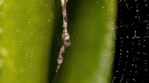 Close-up of wet spider web