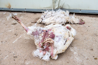 High angle view of chicken meat on field at butcher shop