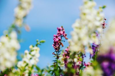 Close-up of purple flowers blooming against clear sky