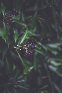 Close-up of purple flowering plant