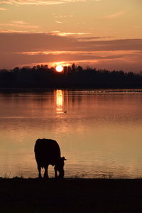 Silhouette horse standing in lake during sunset