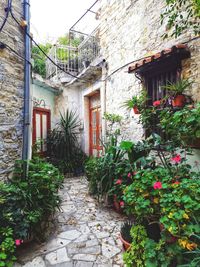 Potted plants on footpath against building