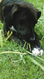 Dog on grassy field