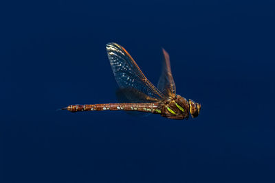 Dragonfly captured flying in mid-air